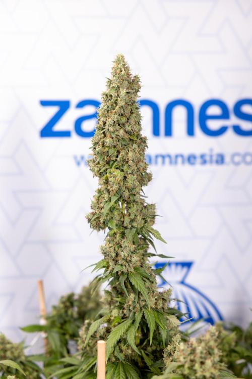 Blue Widow 🕷️  - Zamnesia x B&B. Week 11 - Blue Widow #1 - Photoperiodic - No Techniques - Harvest Day