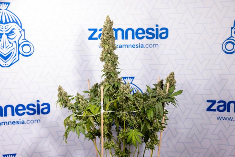 Blue Widow 🕷️  - Zamnesia x B&B. Week 11 - Blue Widow #1 - Photoperiodic - No Techniques - Harvest Day