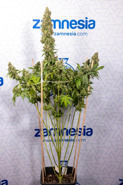 Blue Widow 🕷️  - Zamnesia x B&B. Week 11 - Blue Widow #1 - Photoperiodic - No Techniques - Harvest Day