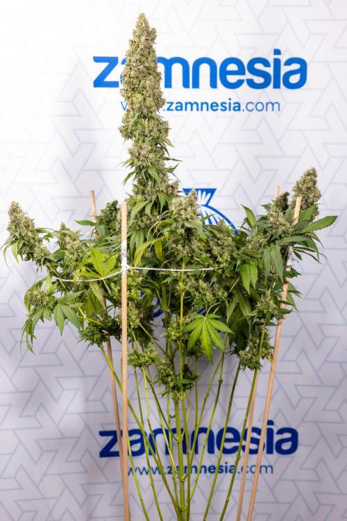 Blue Widow 🕷️  - Zamnesia x B&B. Week 11 - Blue Widow #1 - Photoperiodic - No Techniques - Harvest Day