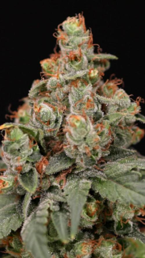 Blue Widow 🕷️  - Zamnesia x B&B