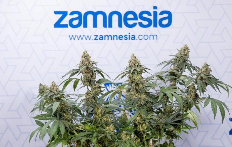 Blue Widow 🕷️  - Zamnesia x B&B. Week 12 - Blue Widow #2 -   Micro Worlds 