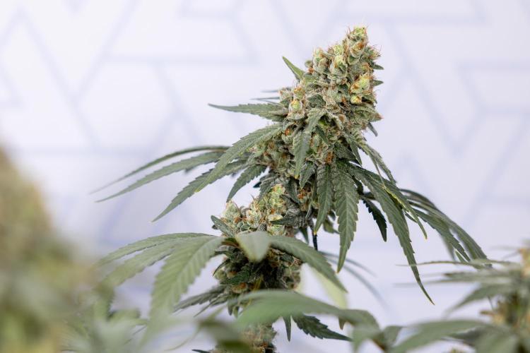 Blue Widow 🕷️  - Zamnesia x B&B. Week 12 - Blue Widow #2 -   Micro Worlds 