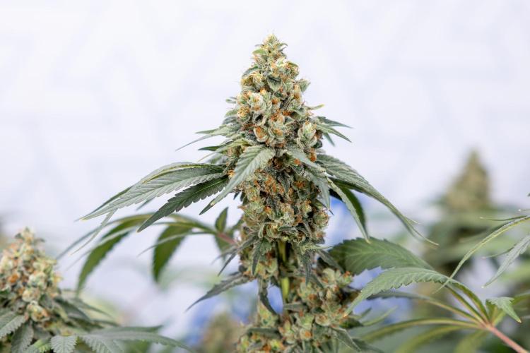 Blue Widow 🕷️  - Zamnesia x B&B. Week 12 - Blue Widow #2 -   Micro Worlds 
