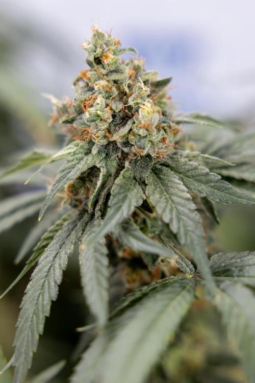 Blue Widow 🕷️  - Zamnesia x B&B. Week 12 - Blue Widow #2 -   Micro Worlds 