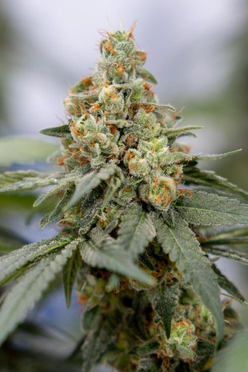 Blue Widow 🕷️  - Zamnesia x B&B. Week 12 - Blue Widow #2 -   Micro Worlds 