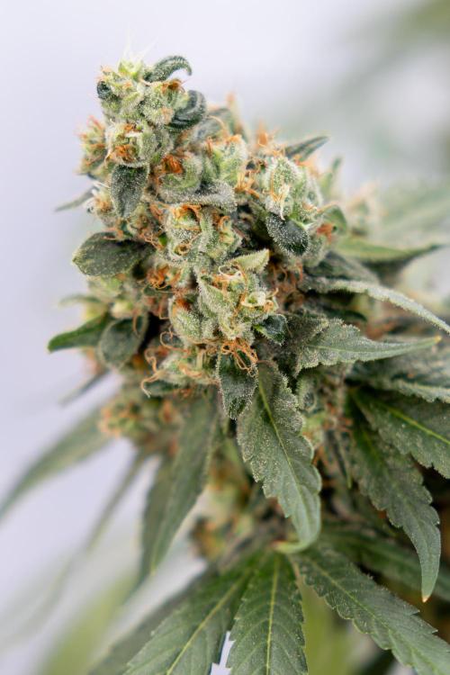 Blue Widow 🕷️  - Zamnesia x B&B. Week 12 - Blue Widow #2 -   Micro Worlds 