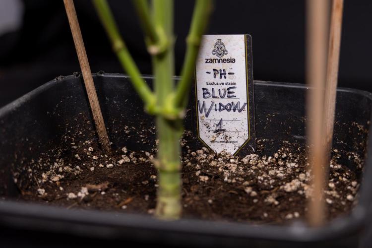 Blue Widow 🕷️  - Zamnesia x B&B. Week 12 - Blue Widow #2 -   Micro Worlds 