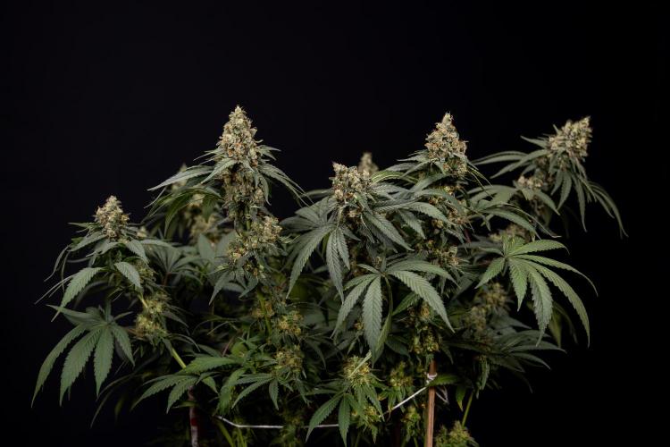 Blue Widow 🕷️  - Zamnesia x B&B. Week 12 - Blue Widow #2 - Main Lining No LST - Harvest Day