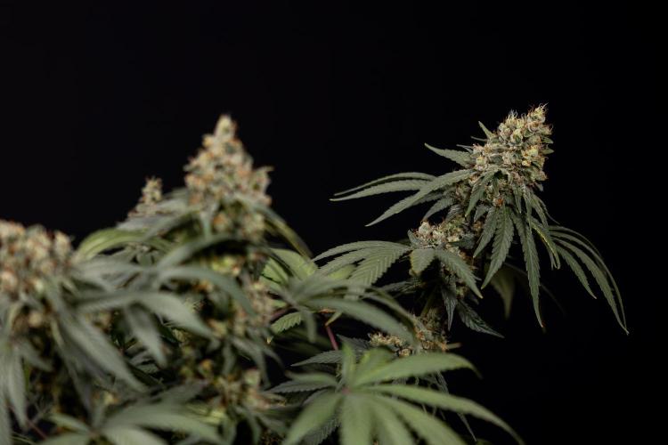 Blue Widow 🕷️  - Zamnesia x B&B. Week 12 - Blue Widow #2 -   Micro Worlds 