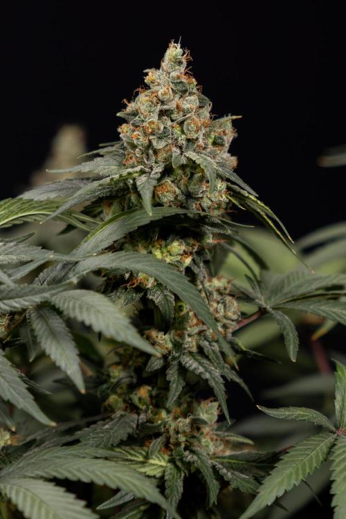 Blue Widow 🕷️  - Zamnesia x B&B. Week 12 - Blue Widow #2 -   Micro Worlds 