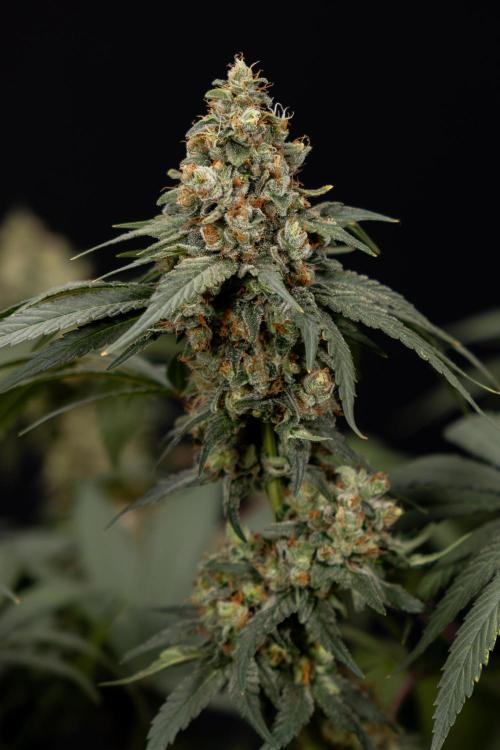 Blue Widow 🕷️  - Zamnesia x B&B. Week 12 - Blue Widow #2 -   Micro Worlds 