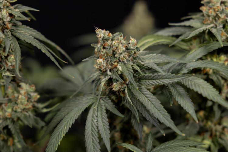 Blue Widow 🕷️  - Zamnesia x B&B. Week 12 - Blue Widow #2 -   Micro Worlds 