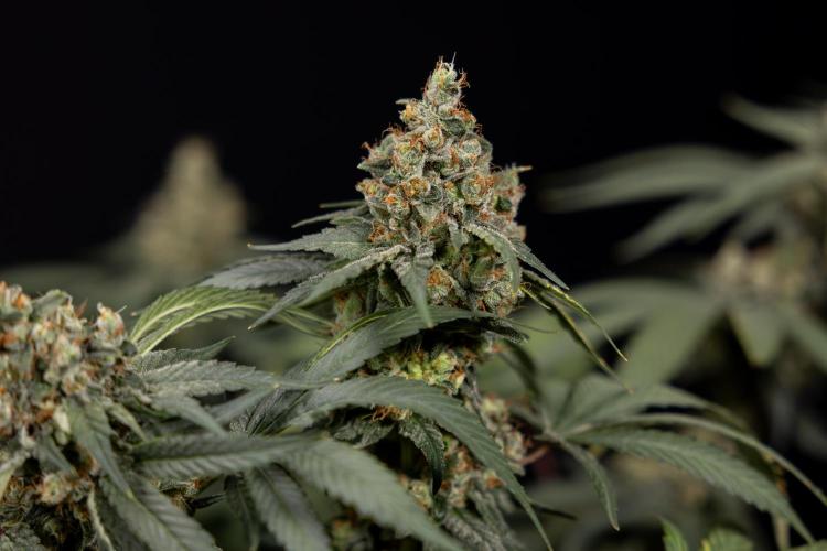 Blue Widow 🕷️  - Zamnesia x B&B. Week 12 - Blue Widow #2 -   Micro Worlds 