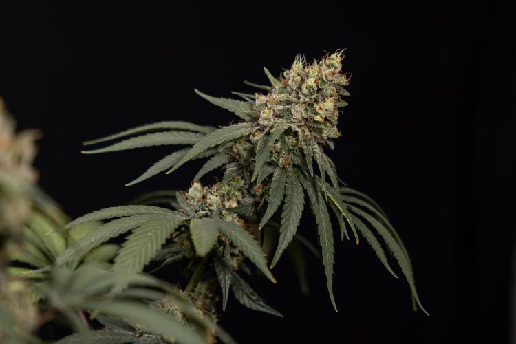 Blue Widow 🕷️  - Zamnesia x B&B. Week 12 - Blue Widow #2 -   Micro Worlds 