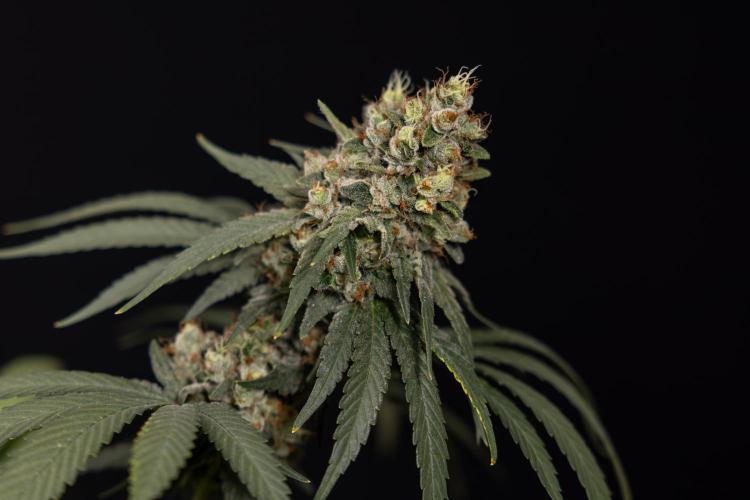 Blue Widow 🕷️  - Zamnesia x B&B. Week 12 - Blue Widow #2 -   Micro Worlds 