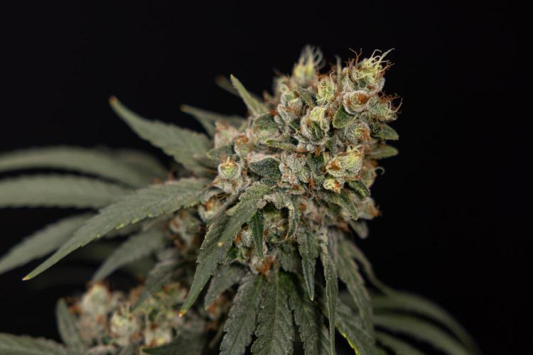 Blue Widow 🕷️  - Zamnesia x B&B. Week 12 - Blue Widow #2 -   Micro Worlds 
