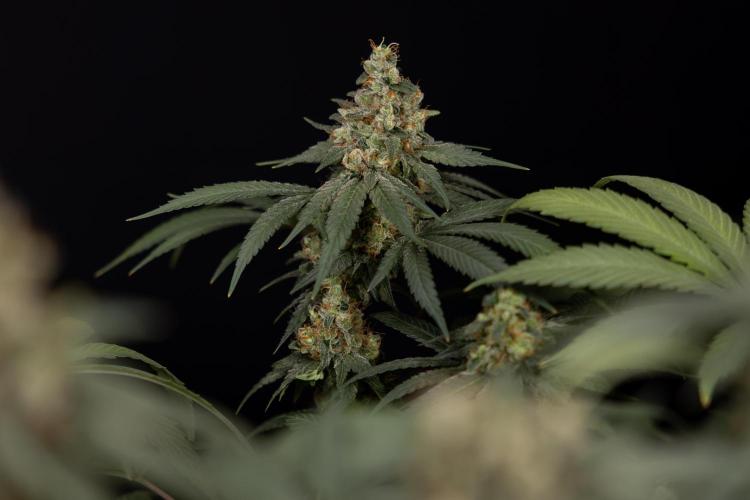 Blue Widow 🕷️  - Zamnesia x B&B. Week 12 - Blue Widow #2 -   Micro Worlds 
