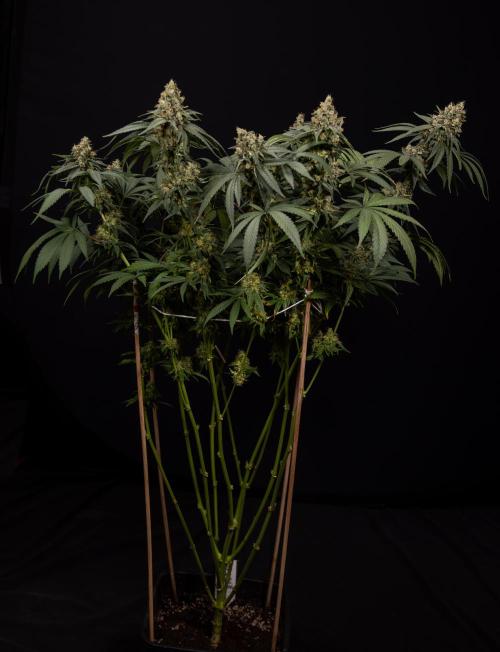 Blue Widow 🕷️  - Zamnesia x B&B. Week 12 - Blue Widow #2 - Main Lining No LST - Harvest Day