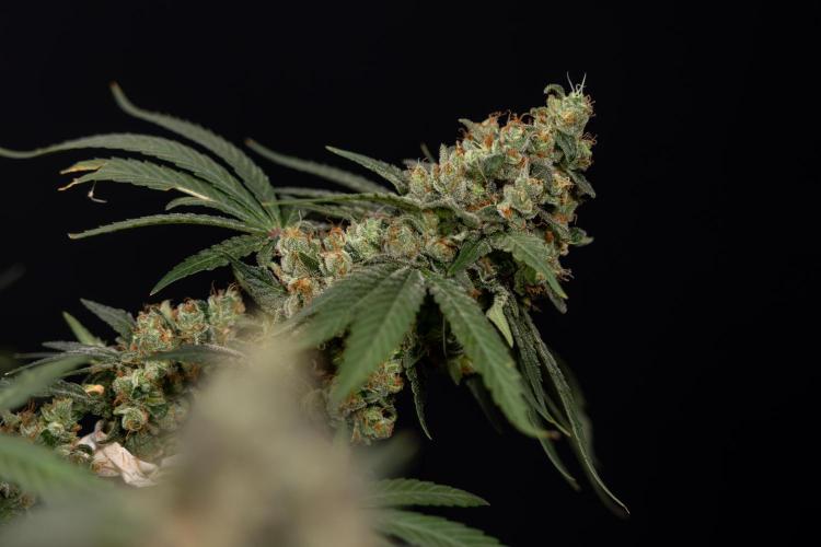 Blue Widow 🕷️  - Zamnesia x B&B. Week 12 - Blue Widow #2 - Main Lining No LST - Harvest Day