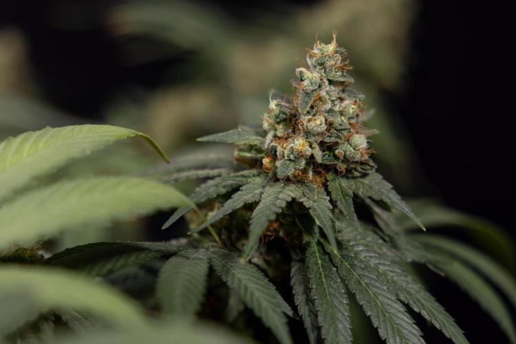 Blue Widow 🕷️  - Zamnesia x B&B. Week 12 - Blue Widow #2 -   Micro Worlds 