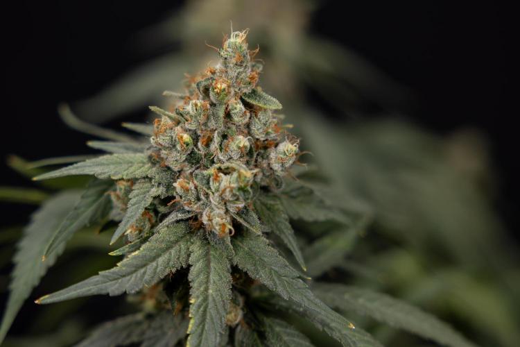 Blue Widow 🕷️  - Zamnesia x B&B. Week 12 - Blue Widow #2 -   Micro Worlds 