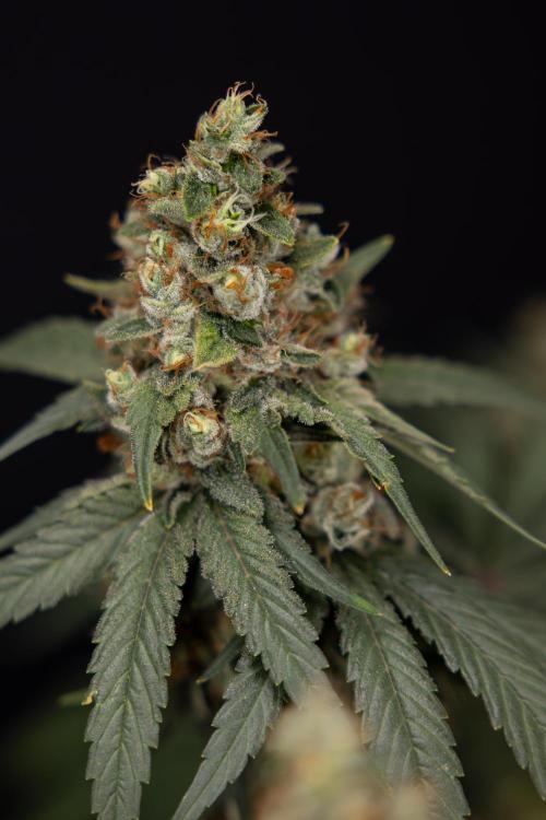 Blue Widow 🕷️  - Zamnesia x B&B. Week 12 - Blue Widow #2 -   Micro Worlds 