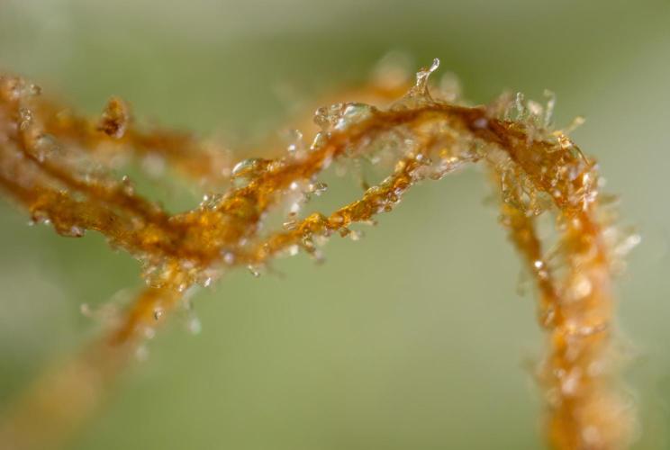 Blue Widow 🕷️  - Zamnesia x B&B. Week 12 - Blue Widow #2 -   Micro Worlds 