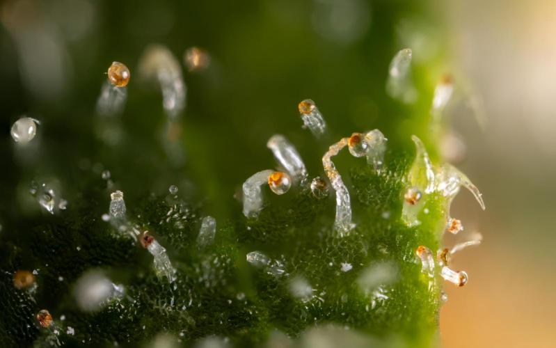 Blue Widow 🕷️  - Zamnesia x B&B. Week 12 - Blue Widow #2 -   Micro Worlds 