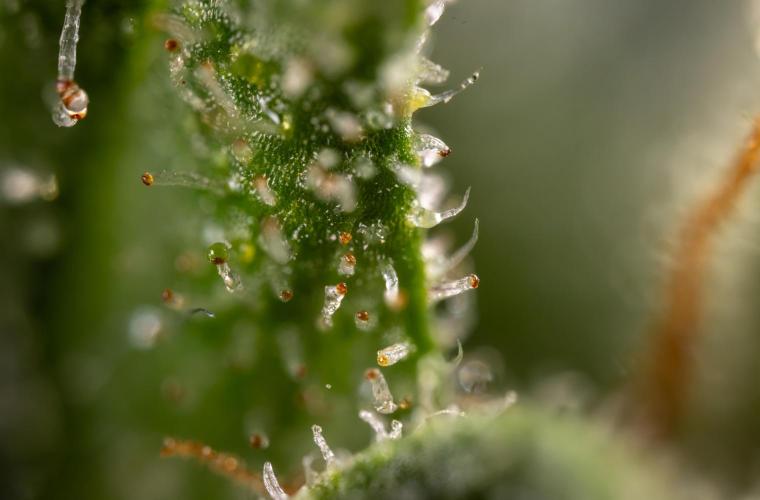 Blue Widow 🕷️  - Zamnesia x B&B. Week 12 - Blue Widow #2 -   Micro Worlds 