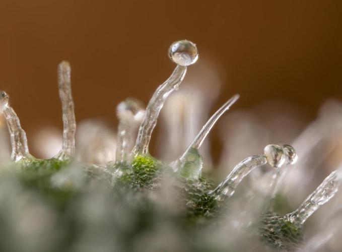 Blue Widow 🕷️  - Zamnesia x B&B. Week 12 - Blue Widow #2 -   Micro Worlds 