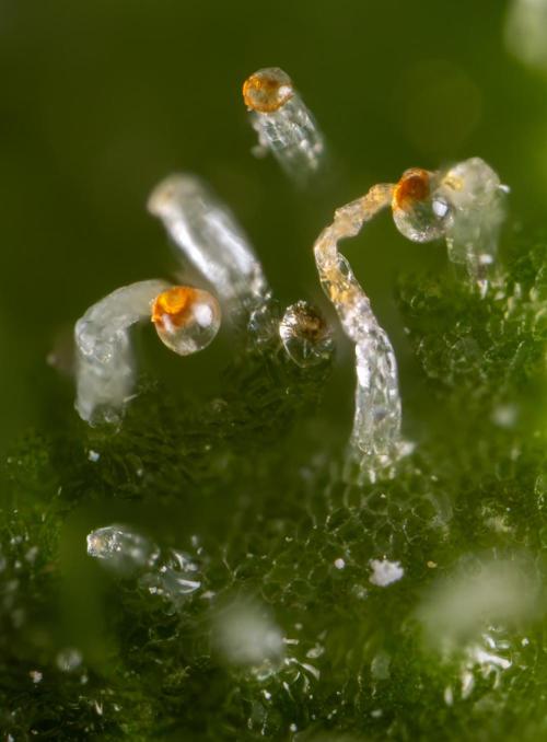 Blue Widow 🕷️  - Zamnesia x B&B. Week 12 - Blue Widow #2 -   Micro Worlds 