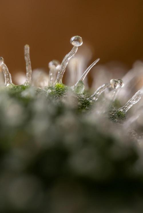 Blue Widow 🕷️  - Zamnesia x B&B. Week 12 - Blue Widow #2 -   Micro Worlds 