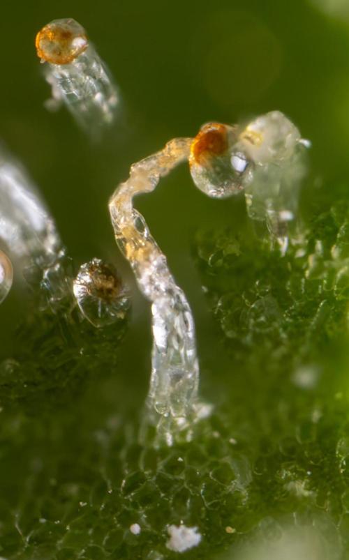 Blue Widow 🕷️  - Zamnesia x B&B. Week 11