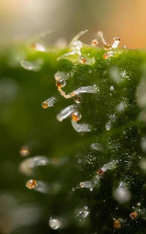 Blue Widow 🕷️  - Zamnesia x B&B. Week 11