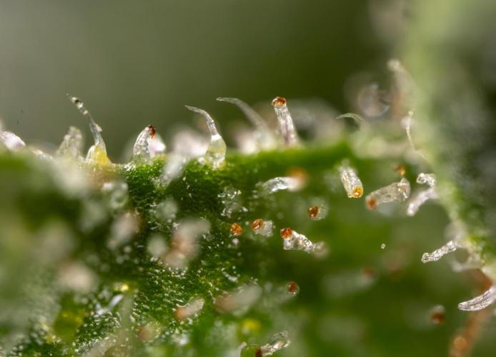 Blue Widow 🕷️  - Zamnesia x B&B. Week 11