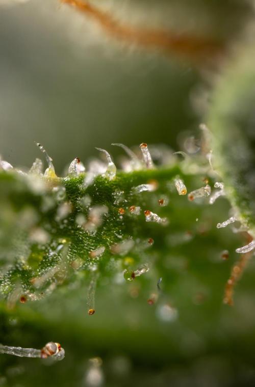 Blue Widow 🕷️  - Zamnesia x B&B. Week 11
