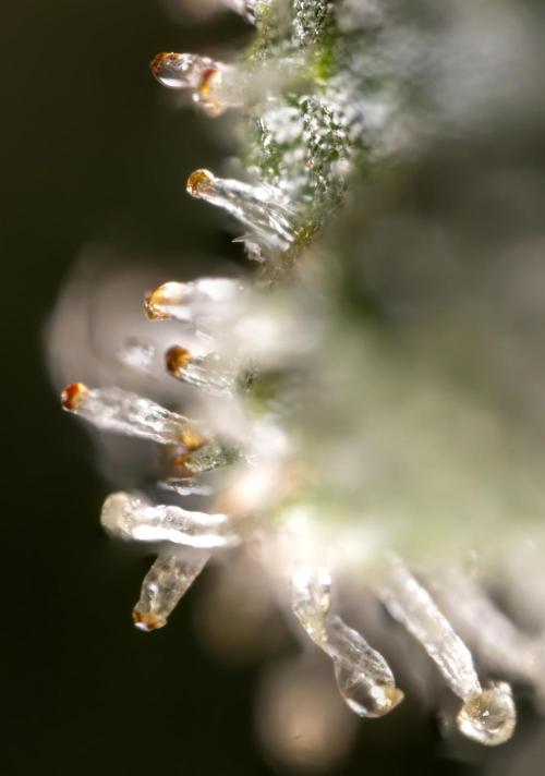 Blue Widow 🕷️  - Zamnesia x B&B. Week 11