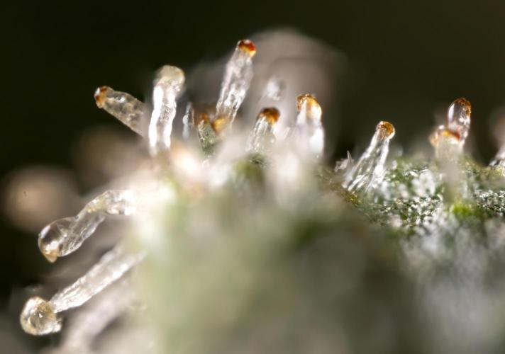 Blue Widow 🕷️  - Zamnesia x B&B. Week 11