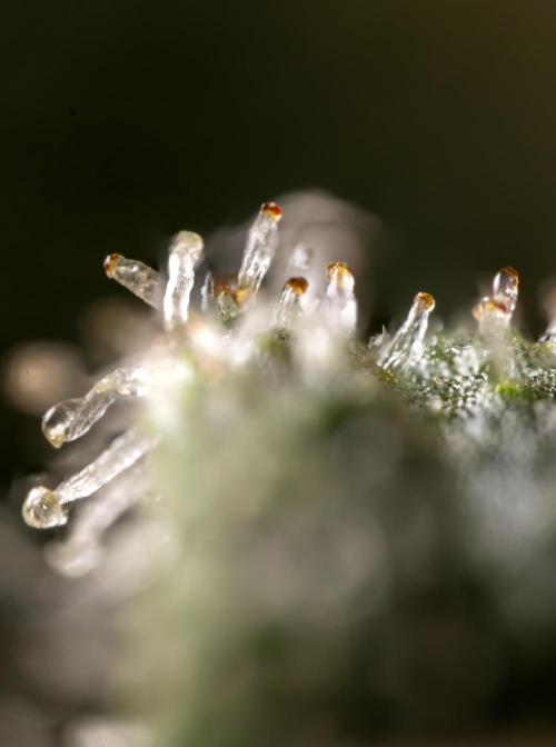 Blue Widow 🕷️  - Zamnesia x B&B. Week 11