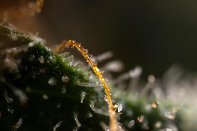 Blue Widow 🕷️  - Zamnesia x B&B. Week 11