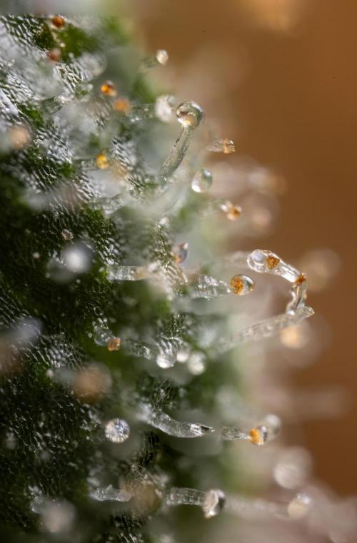 Blue Widow 🕷️  - Zamnesia x B&B. Week 11