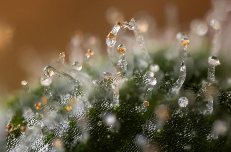 Blue Widow 🕷️  - Zamnesia x B&B. Week 11