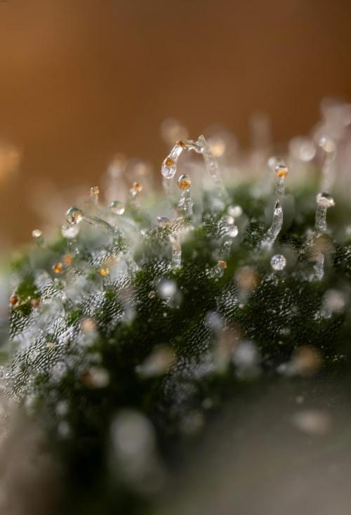 Blue Widow 🕷️  - Zamnesia x B&B. Week 11