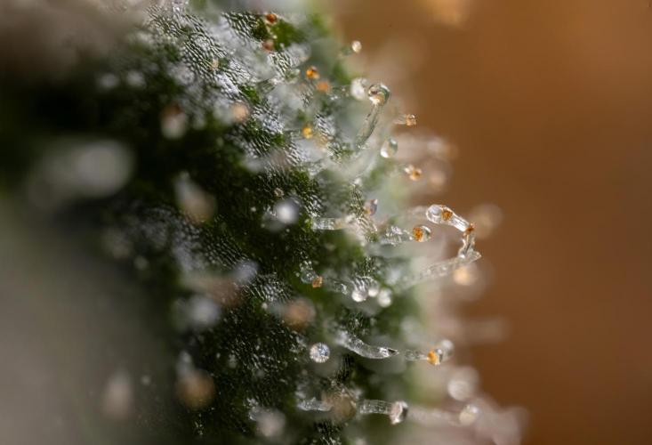 Blue Widow 🕷️  - Zamnesia x B&B. Week 11