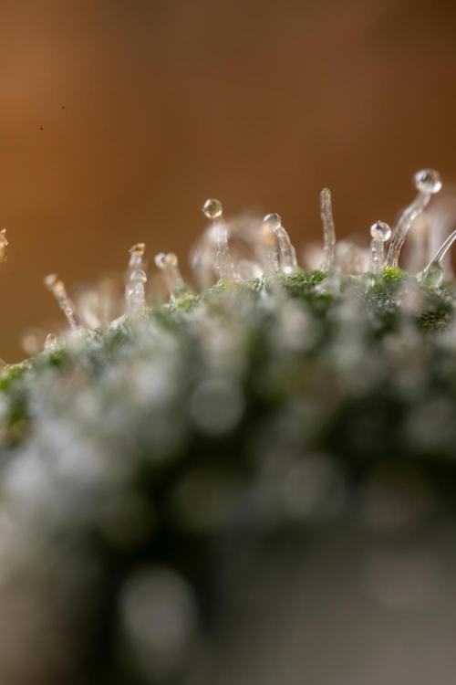 Blue Widow 🕷️  - Zamnesia x B&B. Week 11