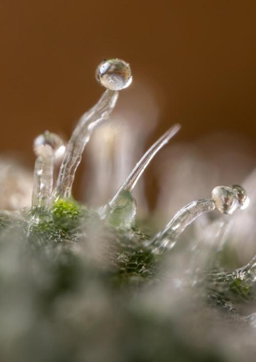 Blue Widow 🕷️  - Zamnesia x B&B. Week 11