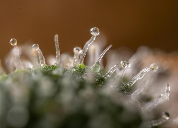 Blue Widow 🕷️  - Zamnesia x B&B. Week 11