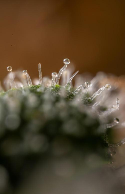 Blue Widow 🕷️  - Zamnesia x B&B. Week 11
