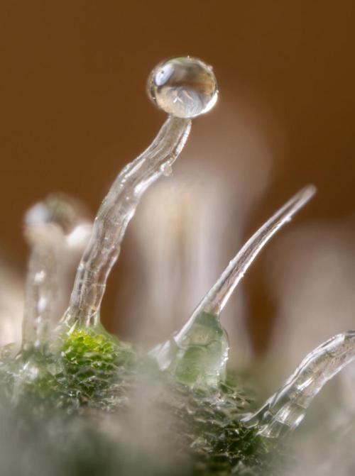 Blue Widow 🕷️  - Zamnesia x B&B. Week 11